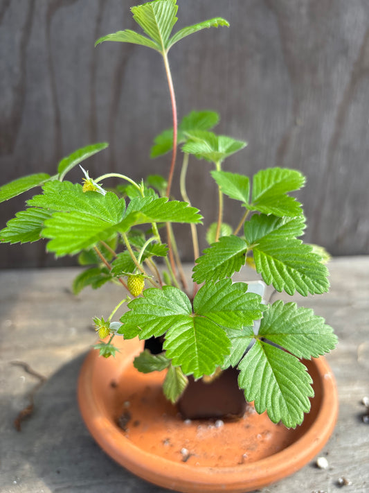 Fraise des Bois plant
