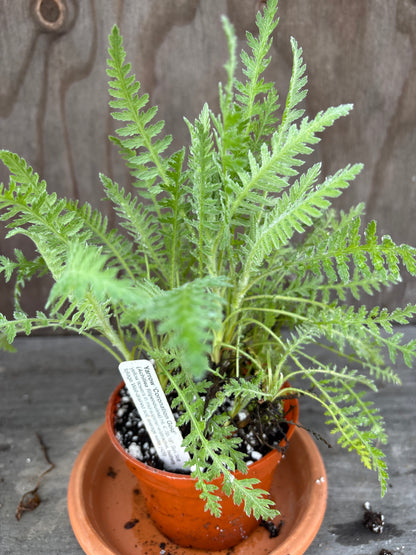 Yarrow plant