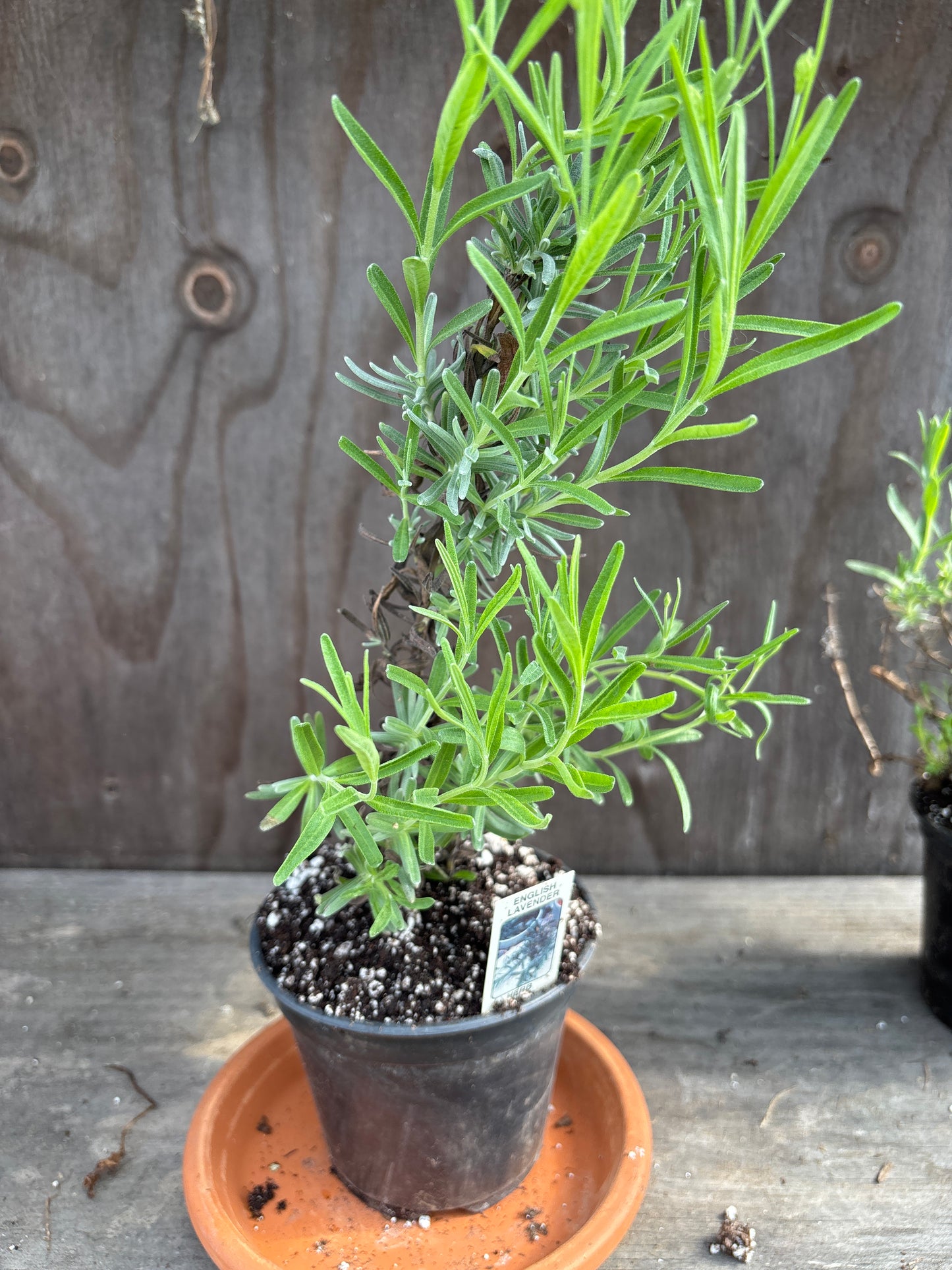 Lavender plants