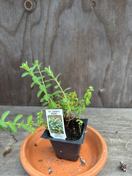 St Johnswort plant