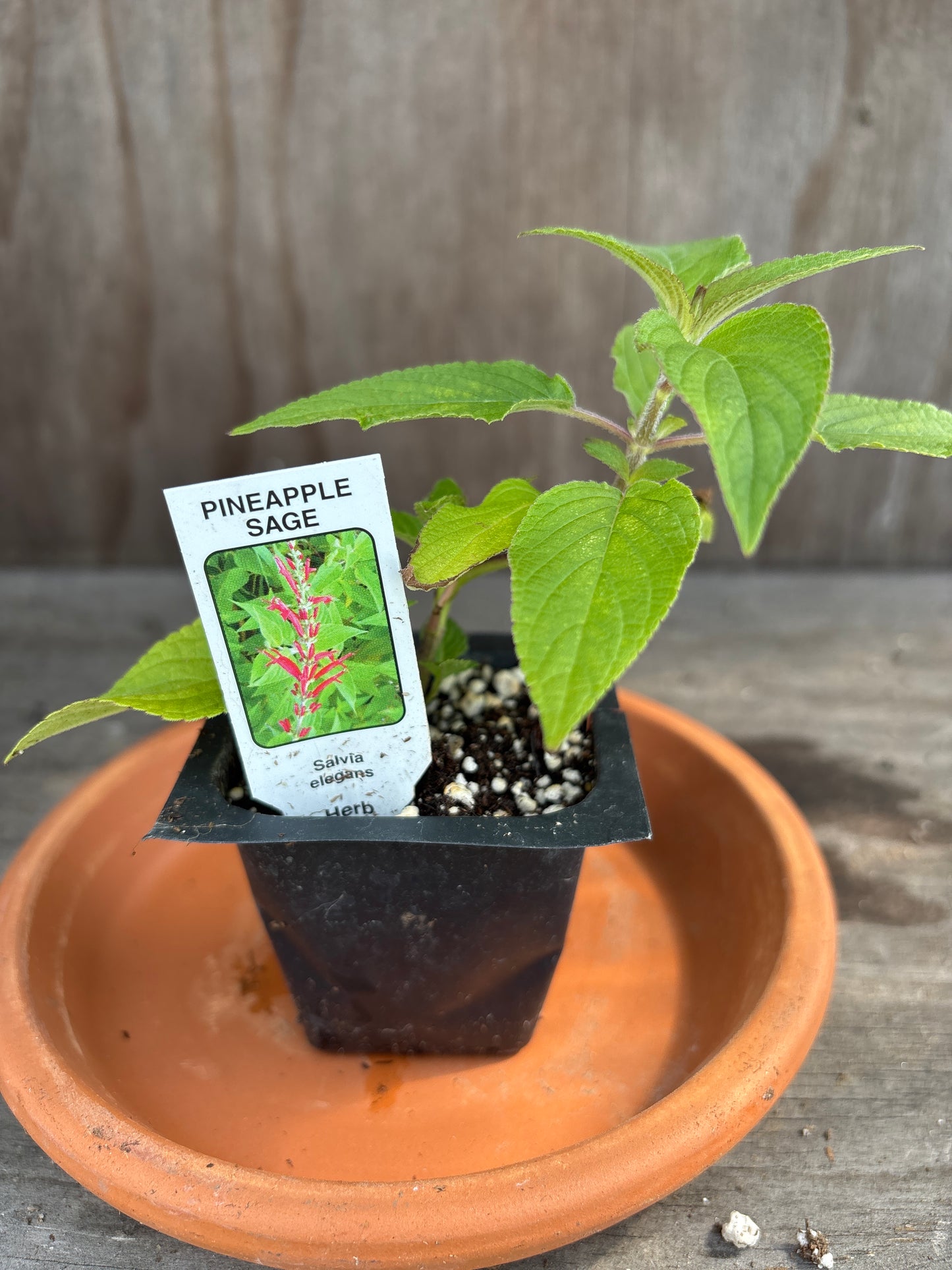Sage live plants