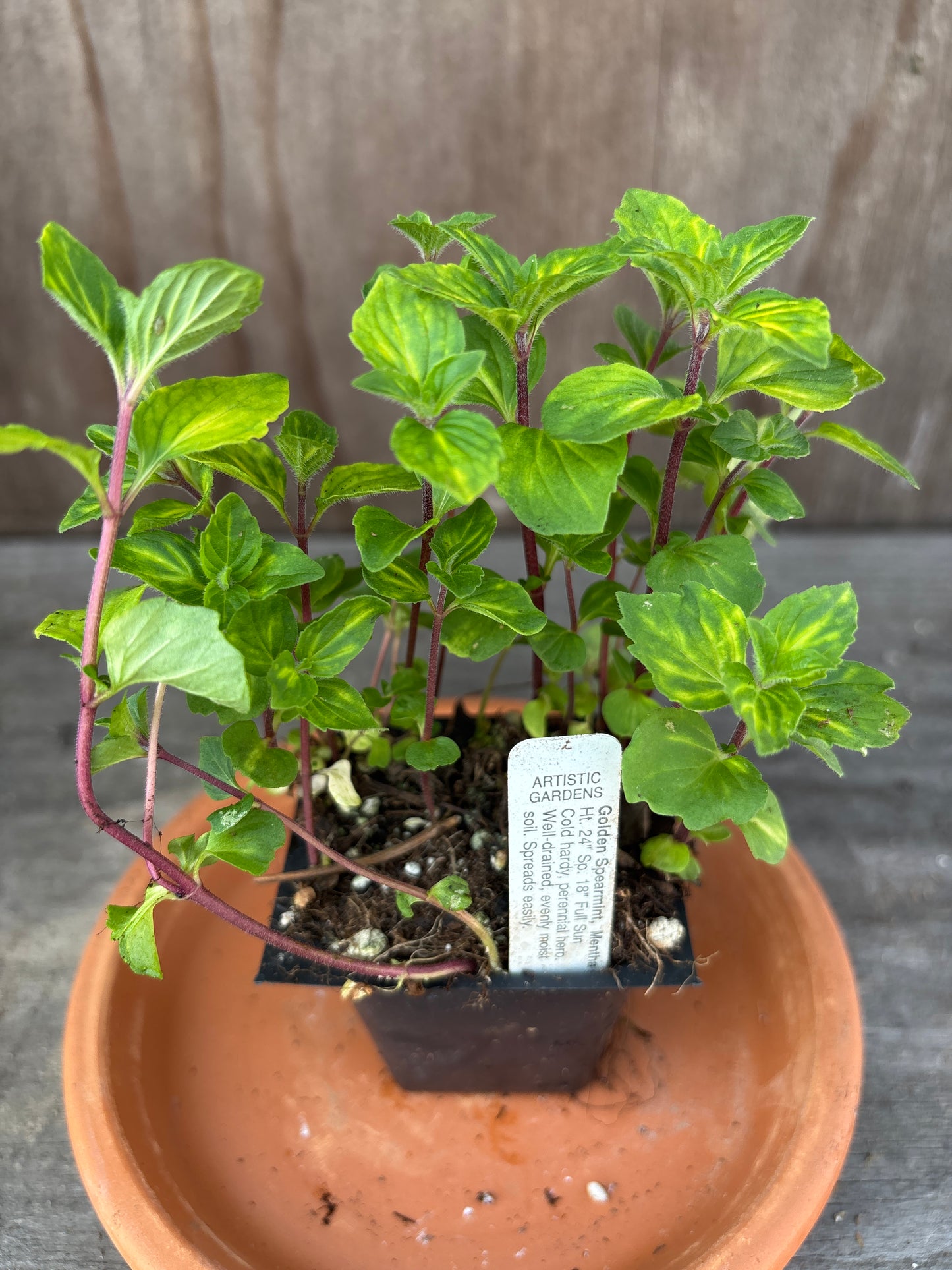 Mint plants