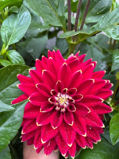 Dahlia Tubers