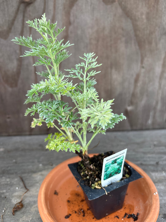 Wormwood Plant