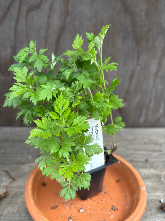 Mugwort plant