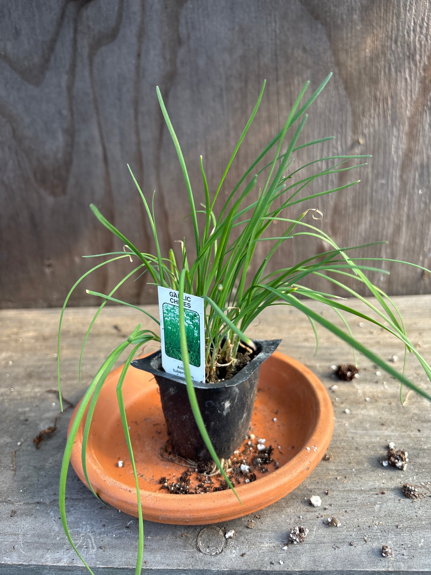 Garlic Chive plant