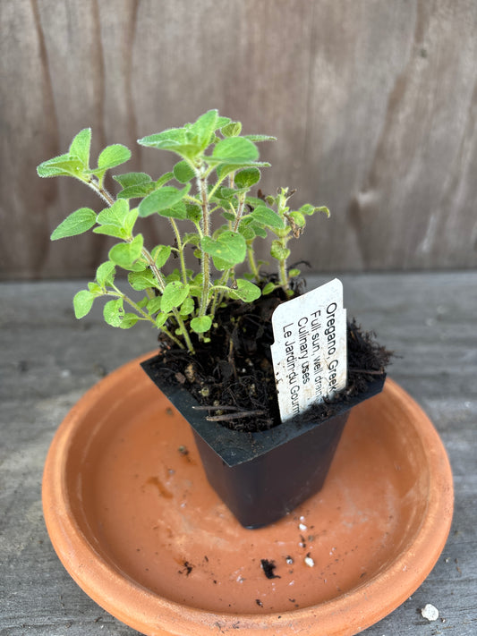 Oregano plant