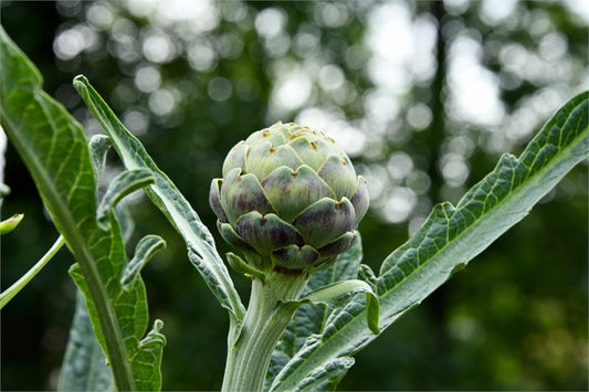 Artichoke Green Globe #4