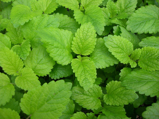 Lemon Balm #5