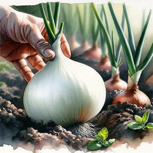 Barletta White Onion #274