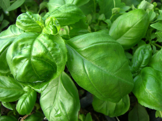 Basil Lettuce Leaf #6