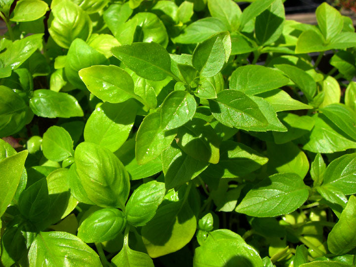 Mixed Basil #400