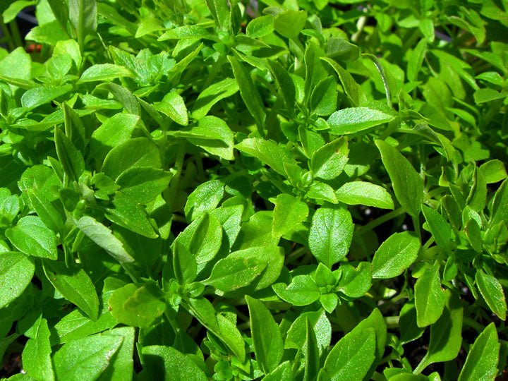 Basil Spicy Bush #407