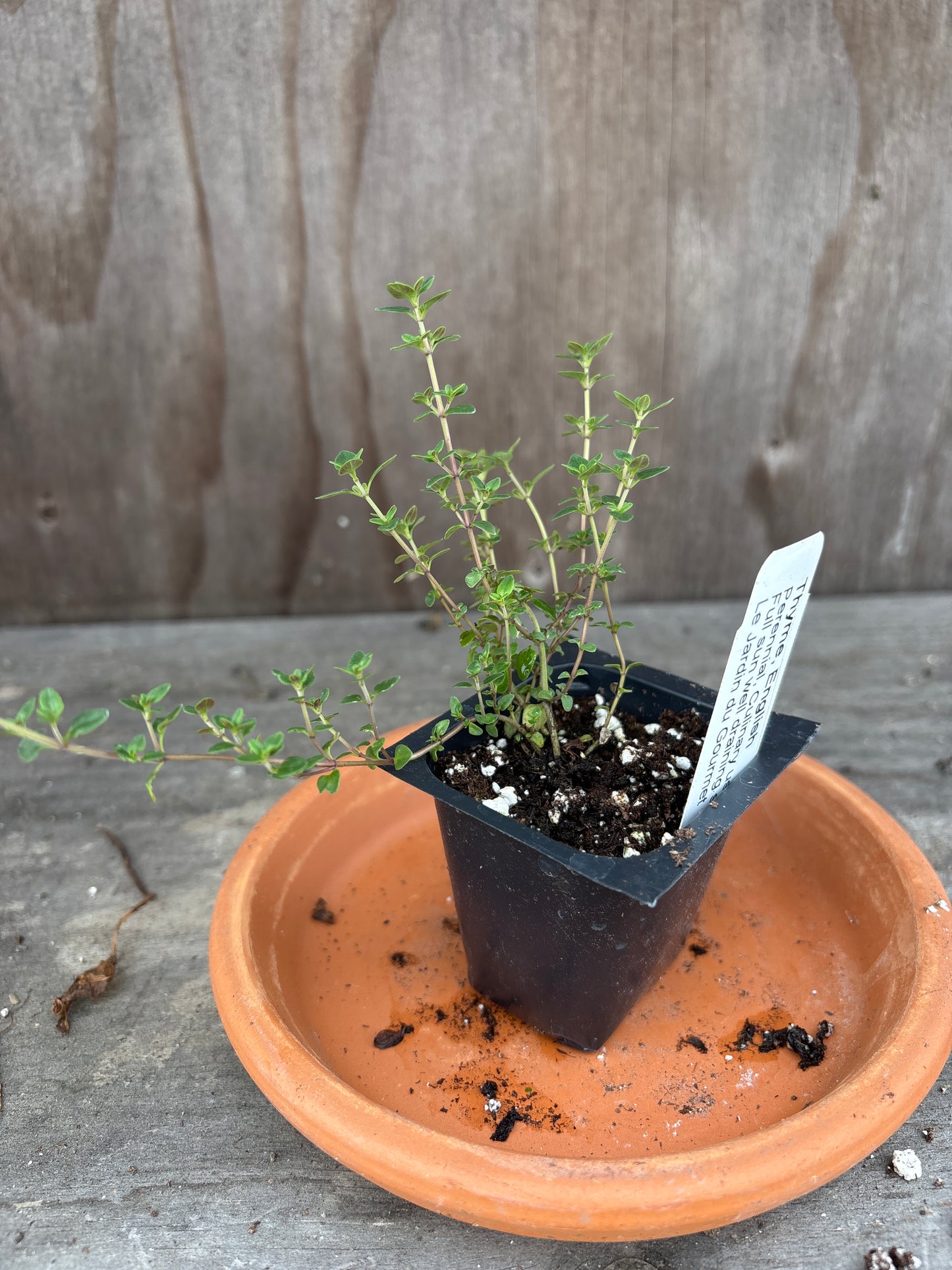 Thyme plants