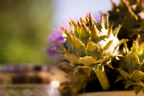 Cardoon #11