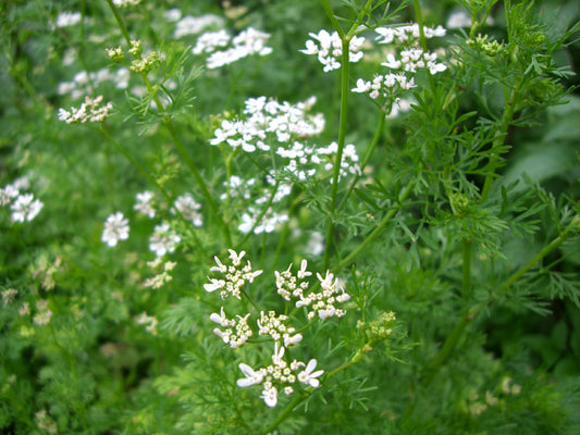 Coriander, Cilantro #18