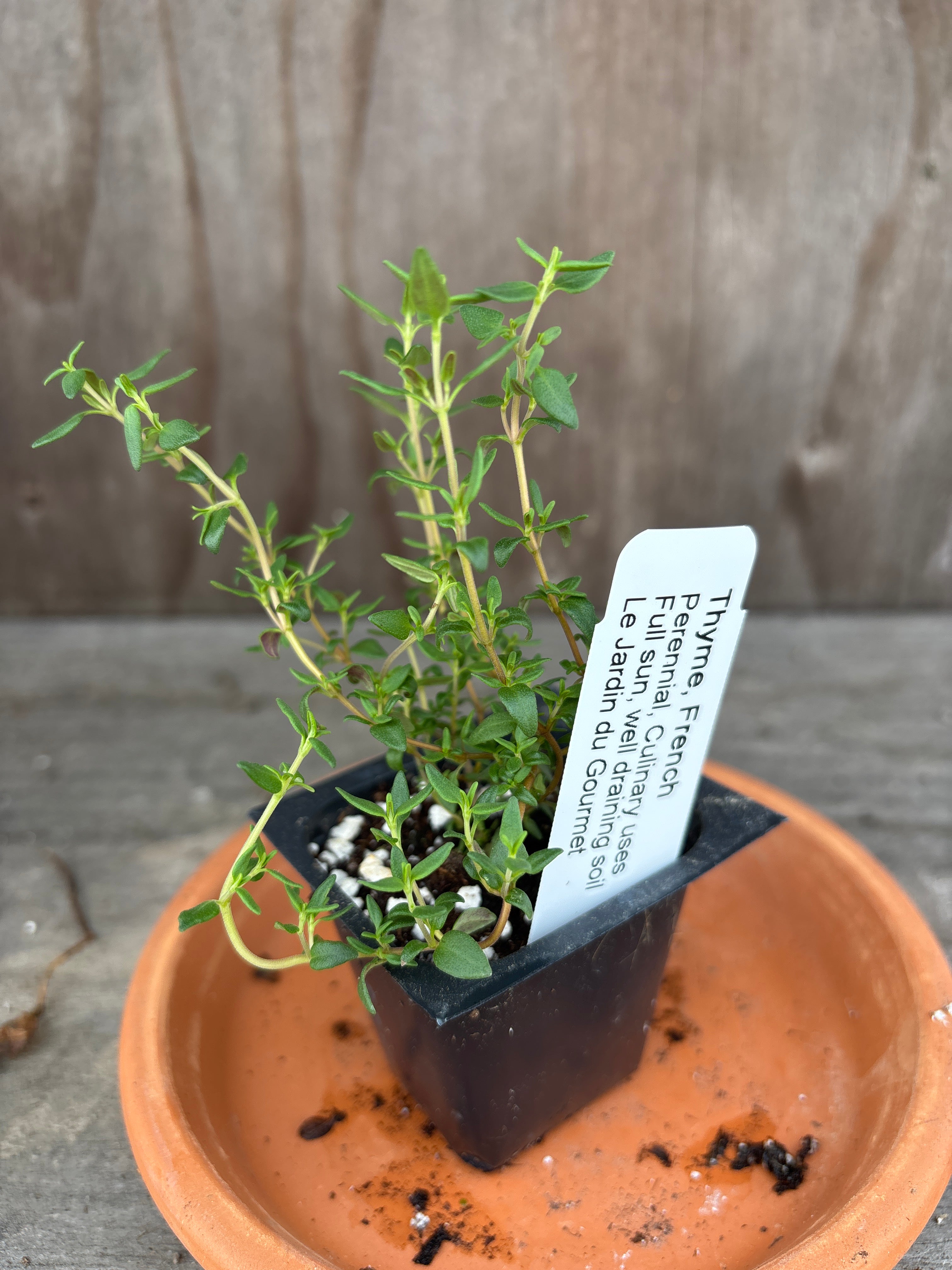 Thyme plants Le Jardin du Gourmet