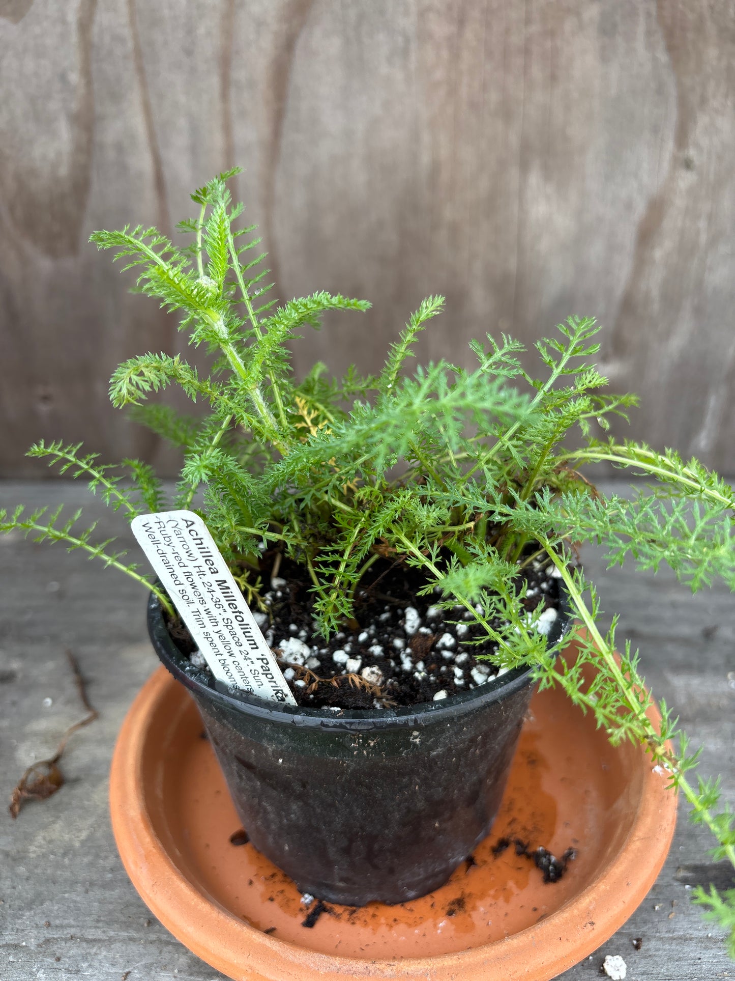 Yarrow plant