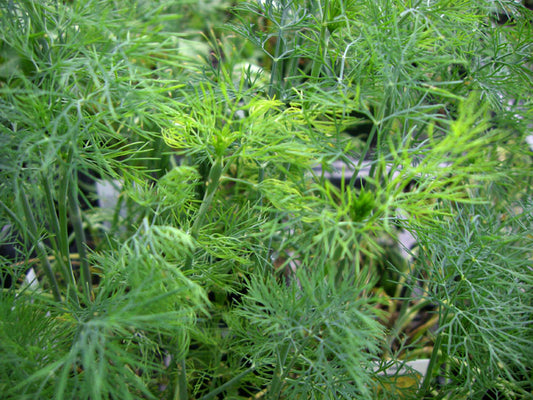 Dill, Fernleaf #422