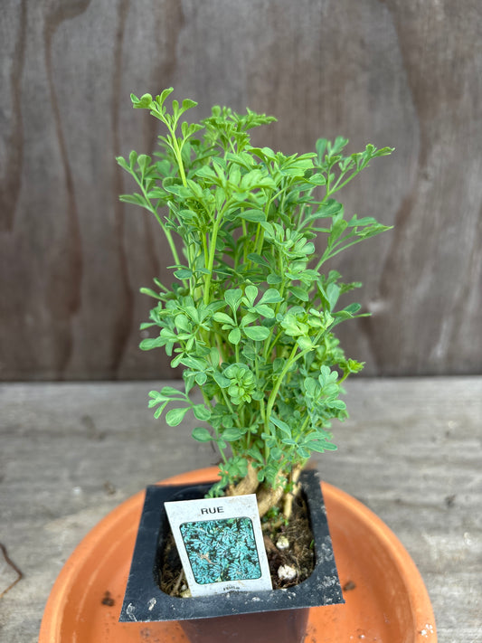 Rue plant