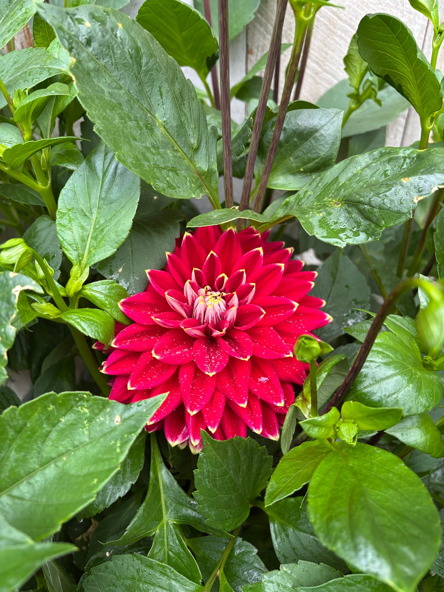 Dahlia Tubers