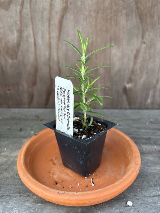 Rosemary plant