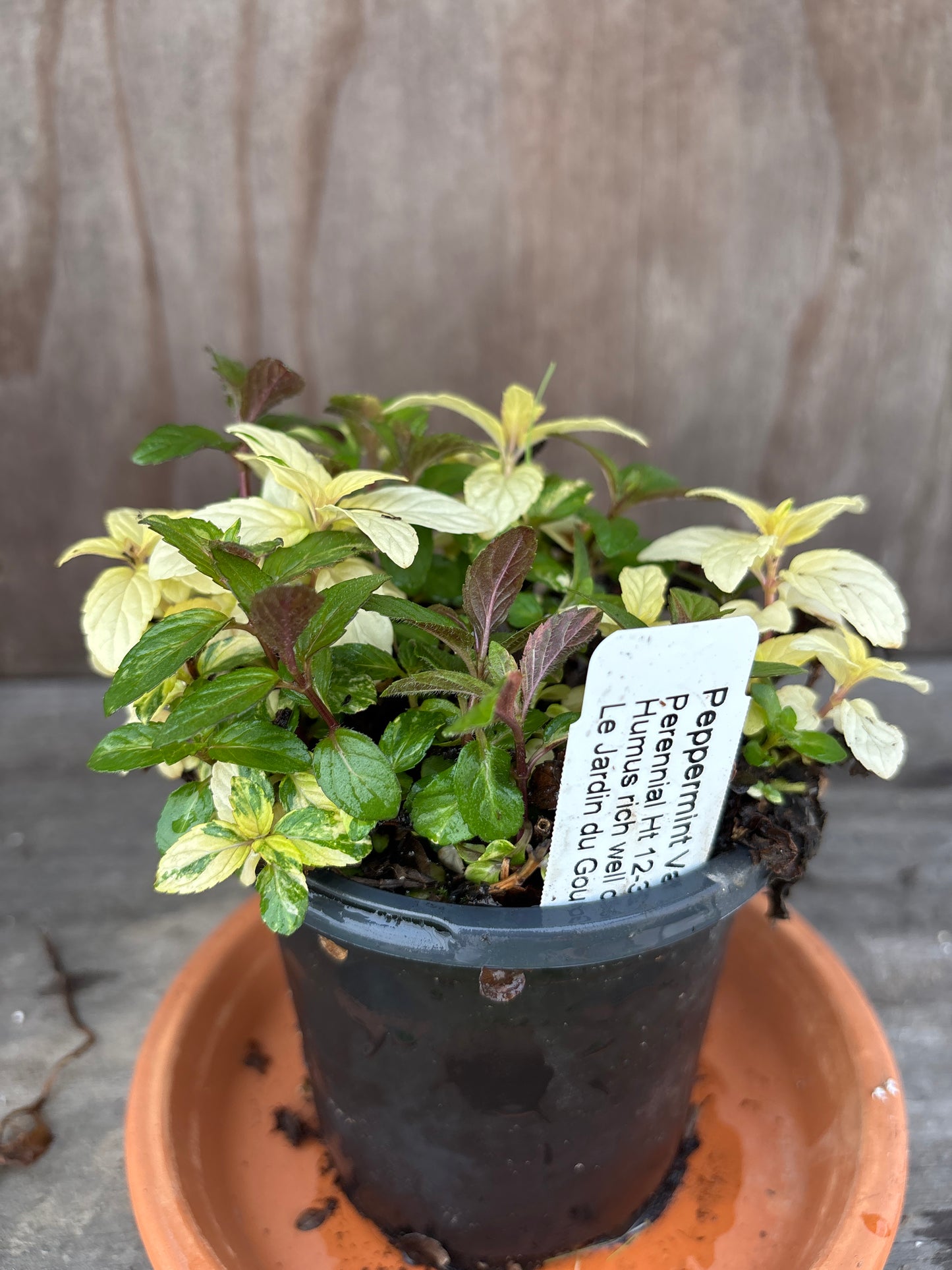Mint plants