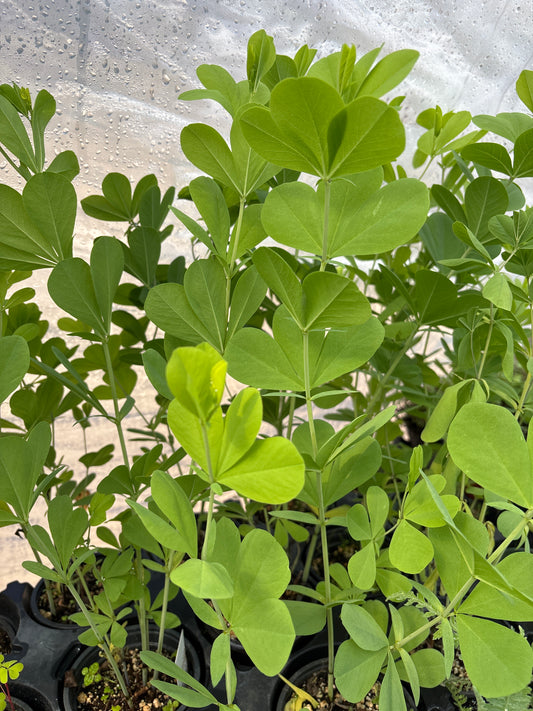 Baptisia (False Indigo)