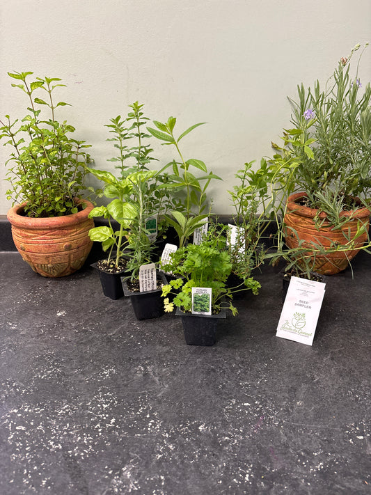 Herb garden starter