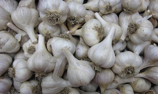 Garlic (Hardneck)