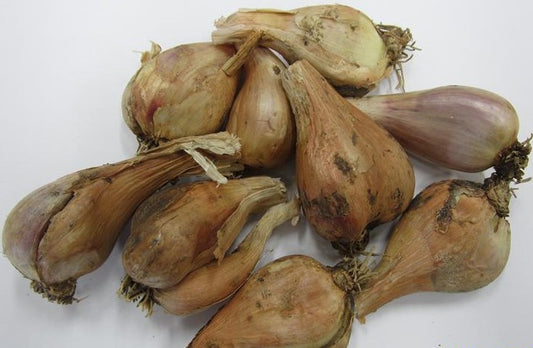 Grey Shallots