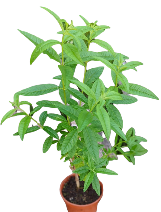 Lemon Verbena Plant