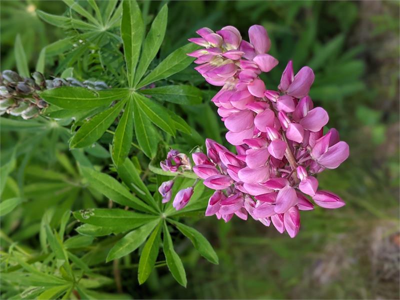 Lupine Russell Mix #328