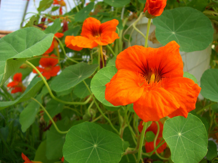 Nasturtium #95