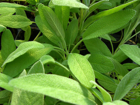 Sage, Garden #44