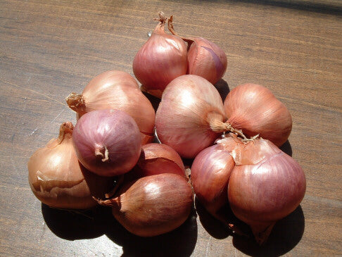 Shallots (for planting)