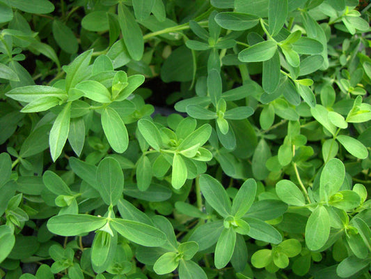 St Johnswort #411