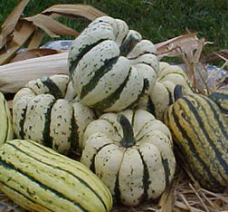 Sweet Dumpling Squash #438