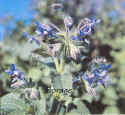 Borage #9