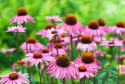 Echinacea  #332