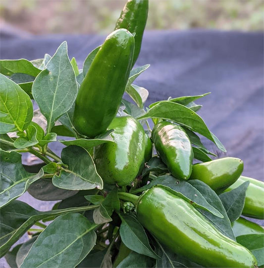 VEGETABLE SEEDS Le Jardin du Gourmet