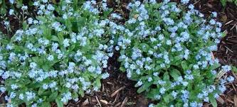 Myosotis Blue #307