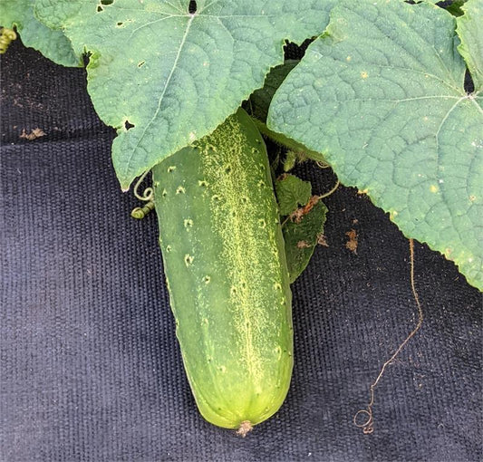 National Pickling Cucumber #117