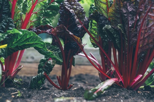 Rhubarb Chard #455