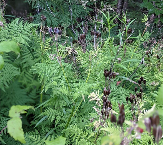 Sweet Cicely #61