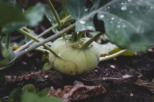 White Vienna Kohlrabi #120